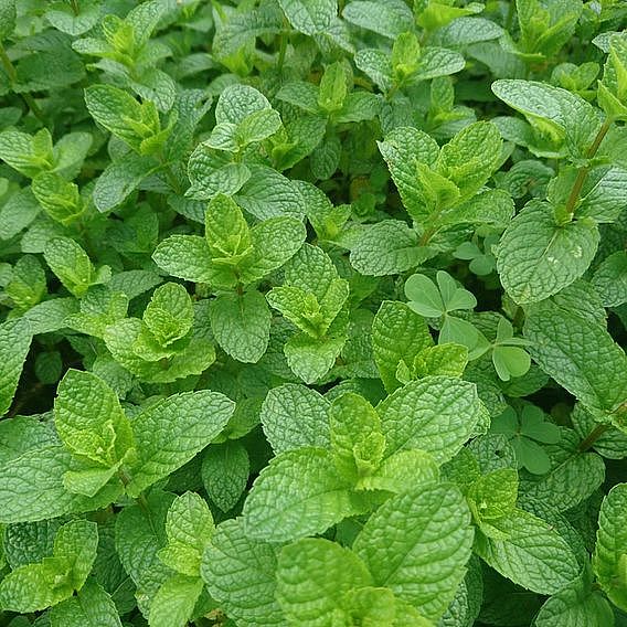 Mint 'Garden'